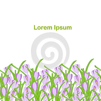 Crocus seamless background. Violet spring flowers, green leaves on white background, Spring design Vector Illustration